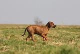 RODESIAN RIDGEBACK 140